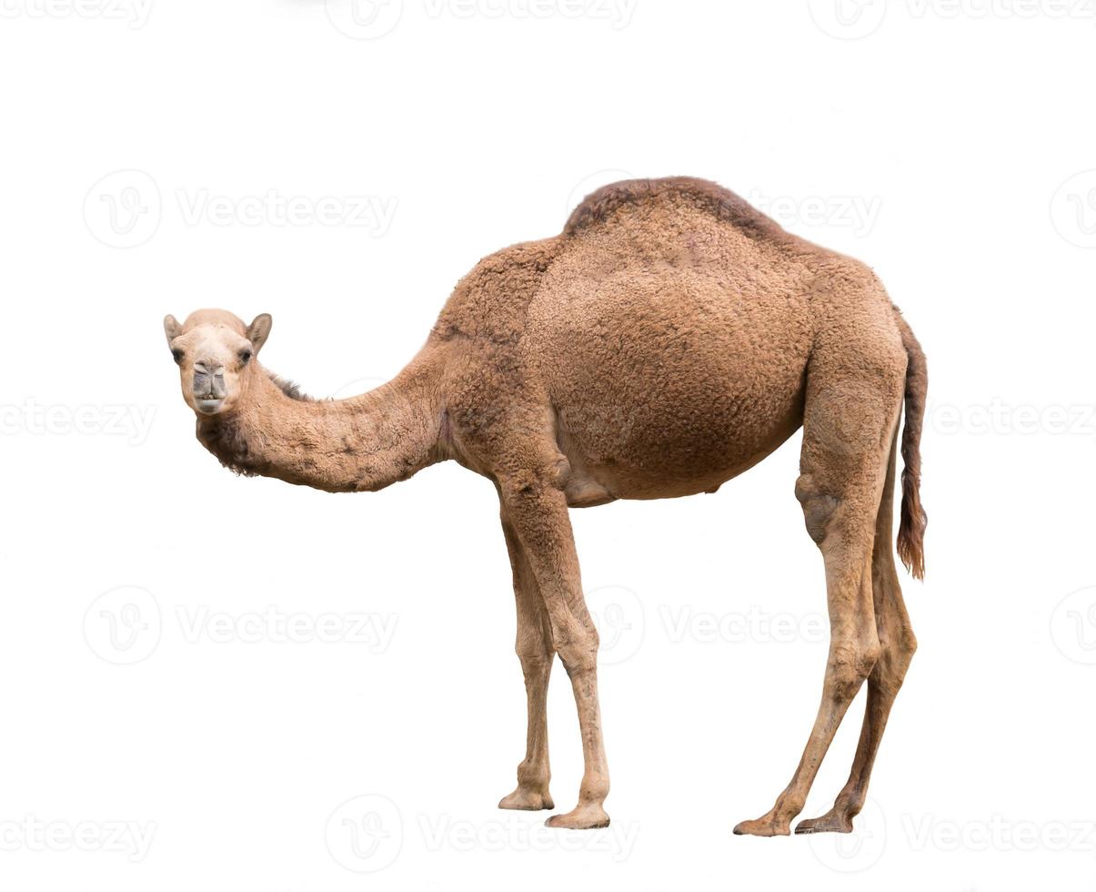 camelo árabe isolado no fundo branco foto