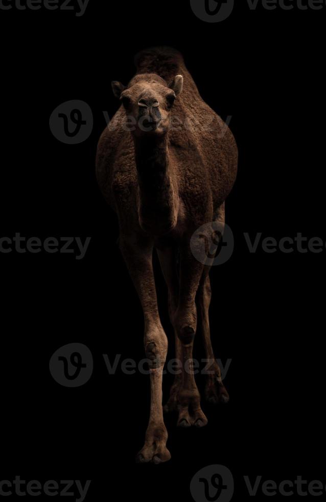 camelo árabe parado no escuro foto