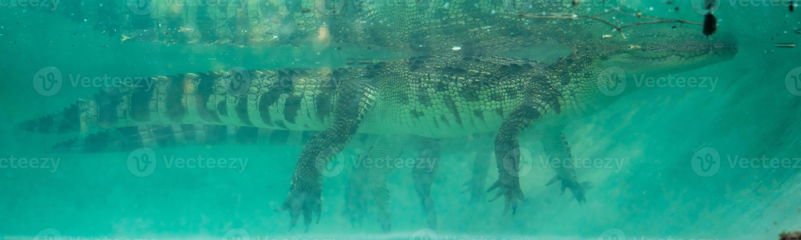 crocodilo debaixo d'água foto