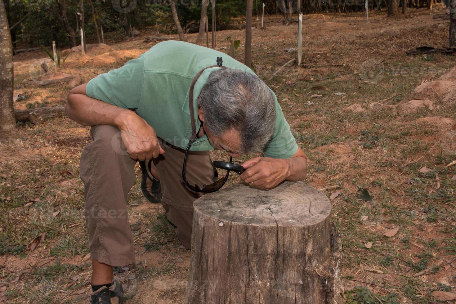 biólogo examina anéis de árvores com uma lupa foto