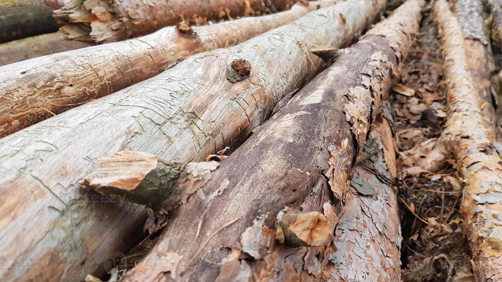 toras recém-serradas. toras de árvores na floresta após o corte foto