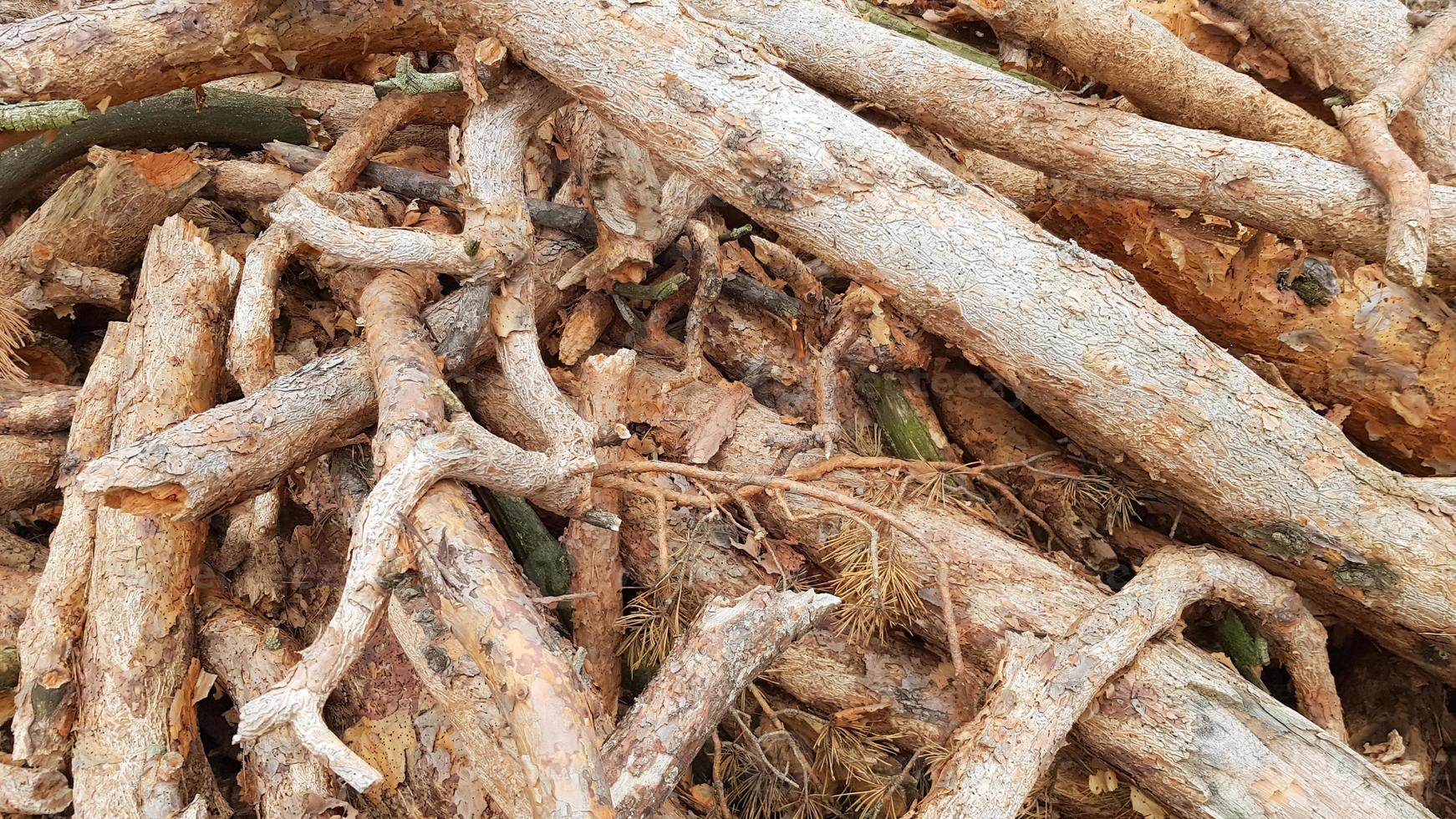 toras recém-serradas. toras de árvores na floresta após o corte foto