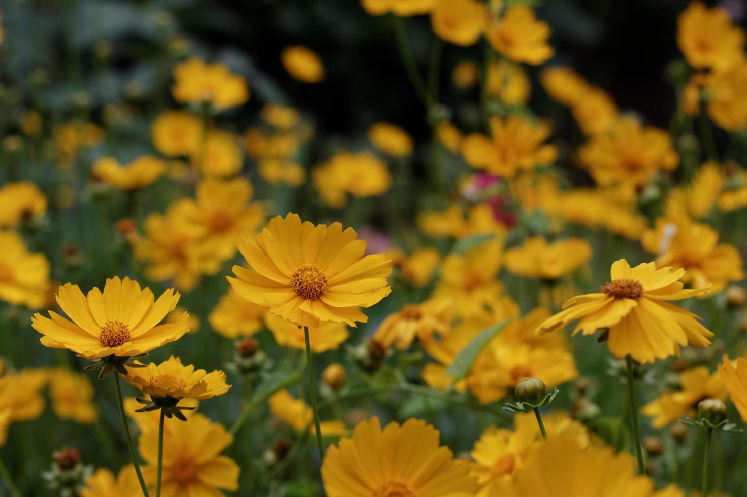 jardim de margaridas amarelas foto