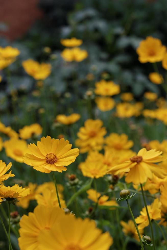 jardim de margaridas amarelas foto