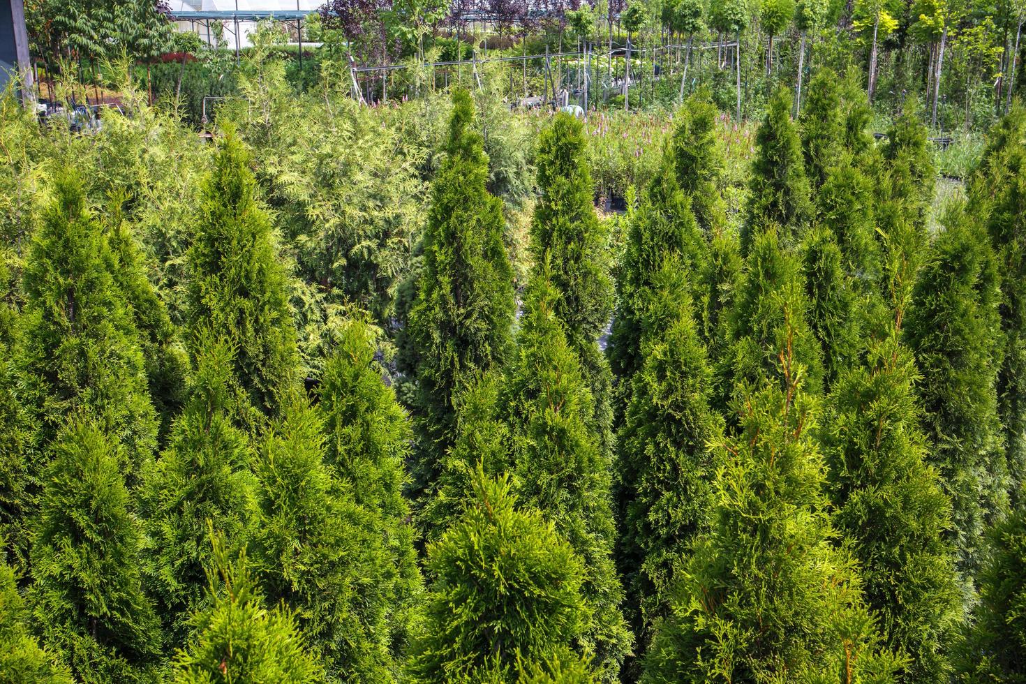 plantas em vasos são vendidas no centro de jardinagem. venda de plantas ao ar livre. muitas variedades de plantas verdes. flores, abetos, abetos, thuja, macieiras e outras árvores frutíferas. tudo para decorar o seu jardim. foto