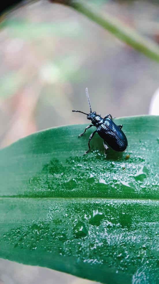 besouro de tiro macro na folha verde foto