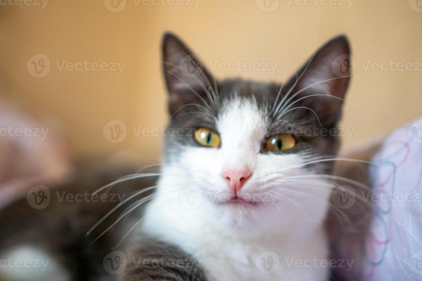 engraçado gato é deitado em uma cama com uma Rosa e branco cobertor. a gato é olhando às a Câmera com uma curioso expressão. foto