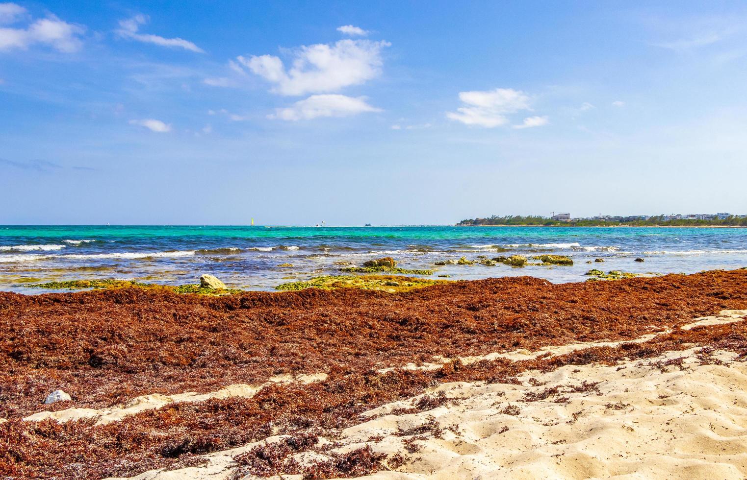 alga vermelha muito nojenta sargazo praia playa del carmen méxico. foto