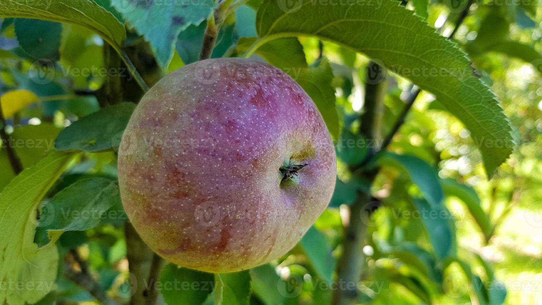 uma maçã vermelha inteira com folhas verdes pendurada em um galho de árvore no jardim em um dia ensolarado de primavera. colheita de uma colheita sazonal de fruta madura. foto