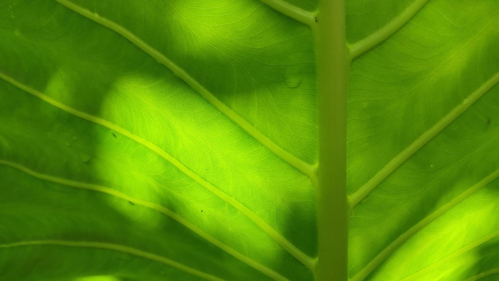 fundo de textura de folha verde com luz por trás. fundo de folhas verdes foto