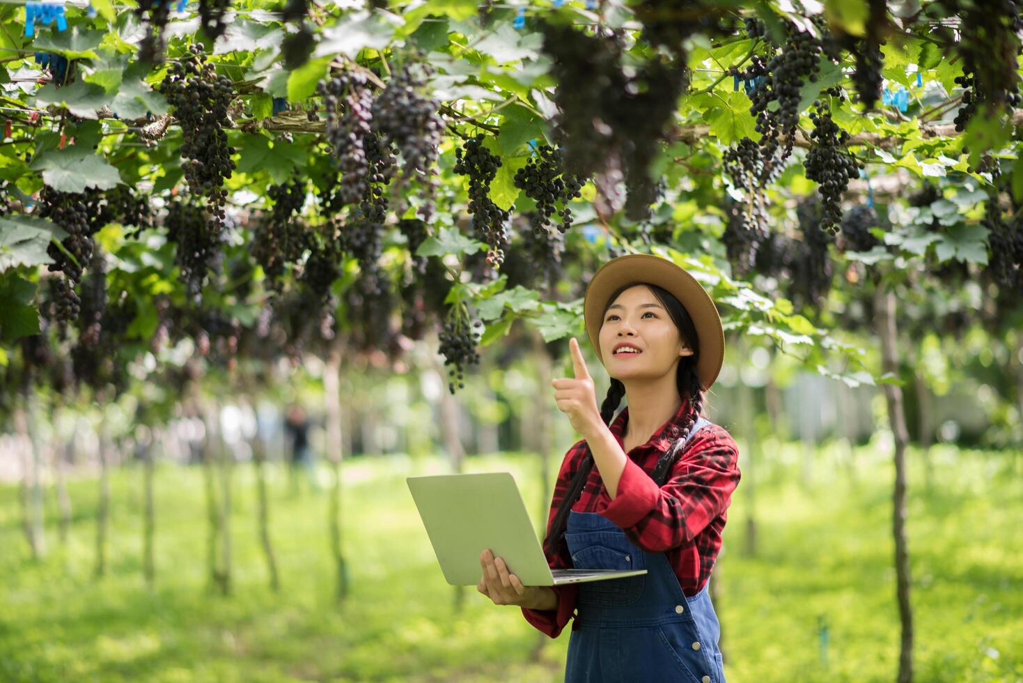 feliz jardineiro de mulheres jovens segurando ramos de uva azul madura foto