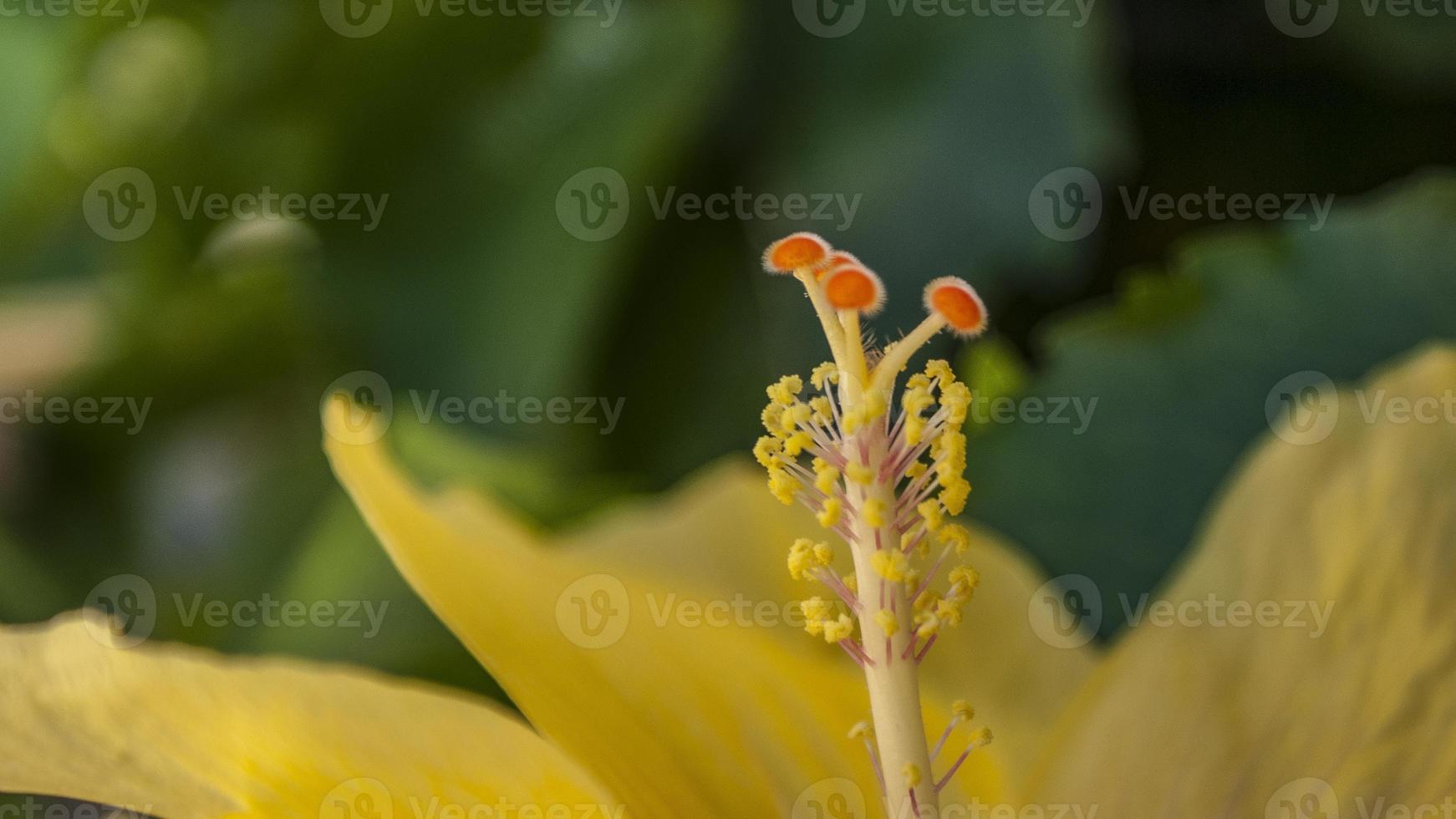 flor amarela de hibisco nas ilhas canárias foto