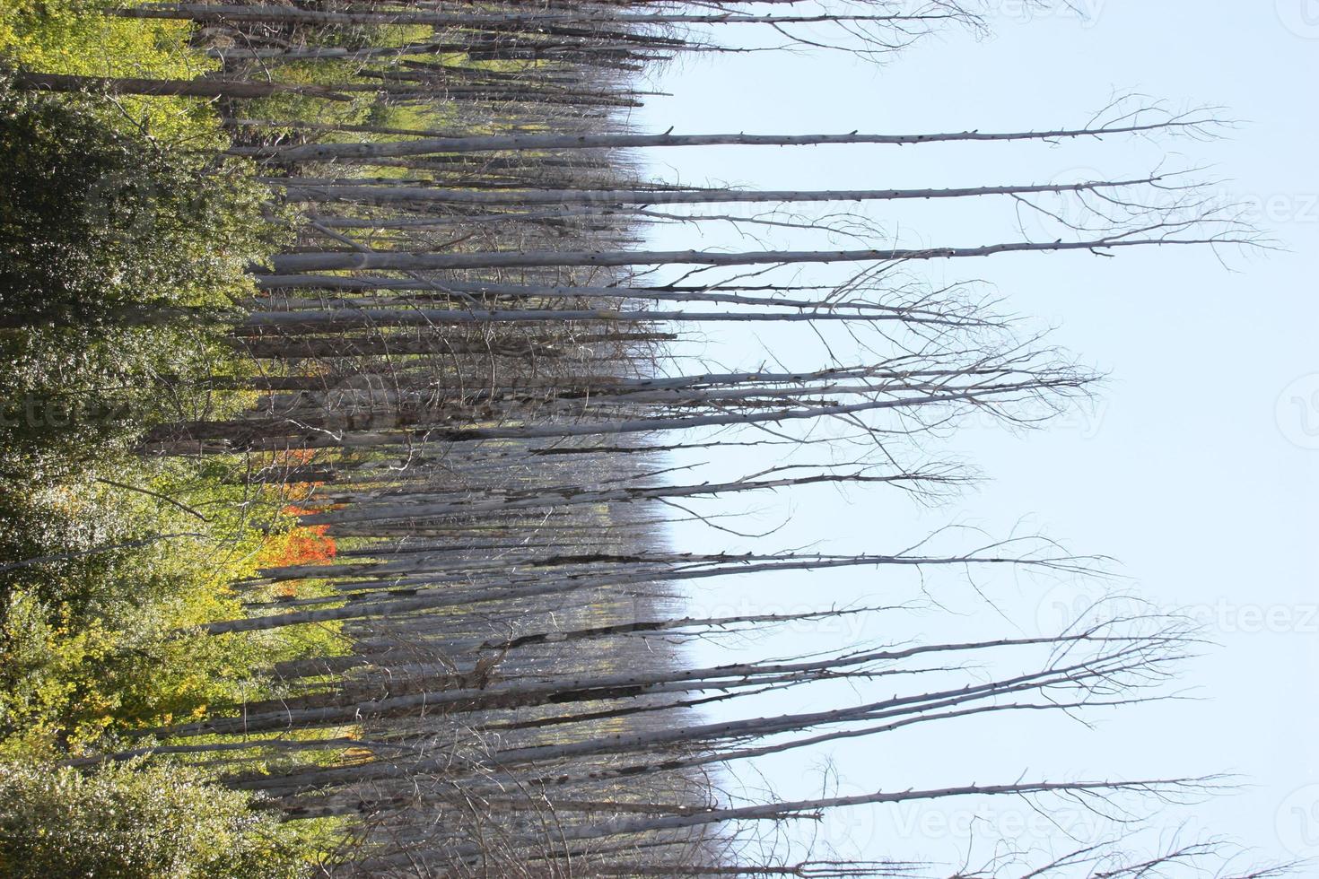 Choupos exuberantes tomando conta dos restos de pinheiro ponderosea carbonizado na floresta nacional de Gila foto