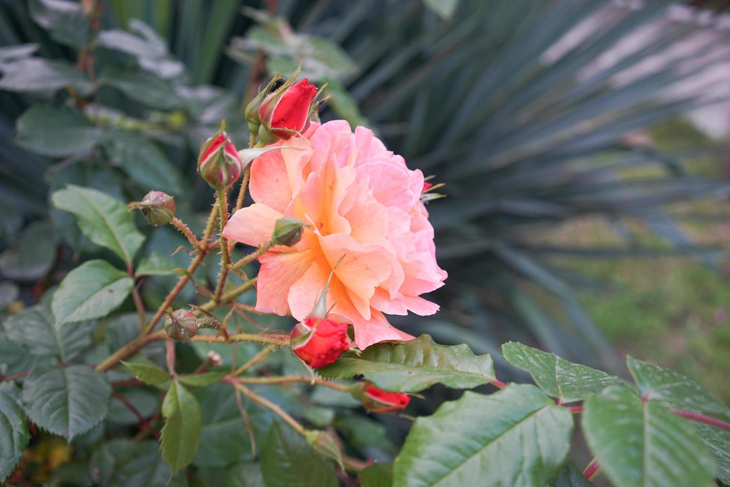 flor exuberante laranja rosa em um fundo verde turva. foto