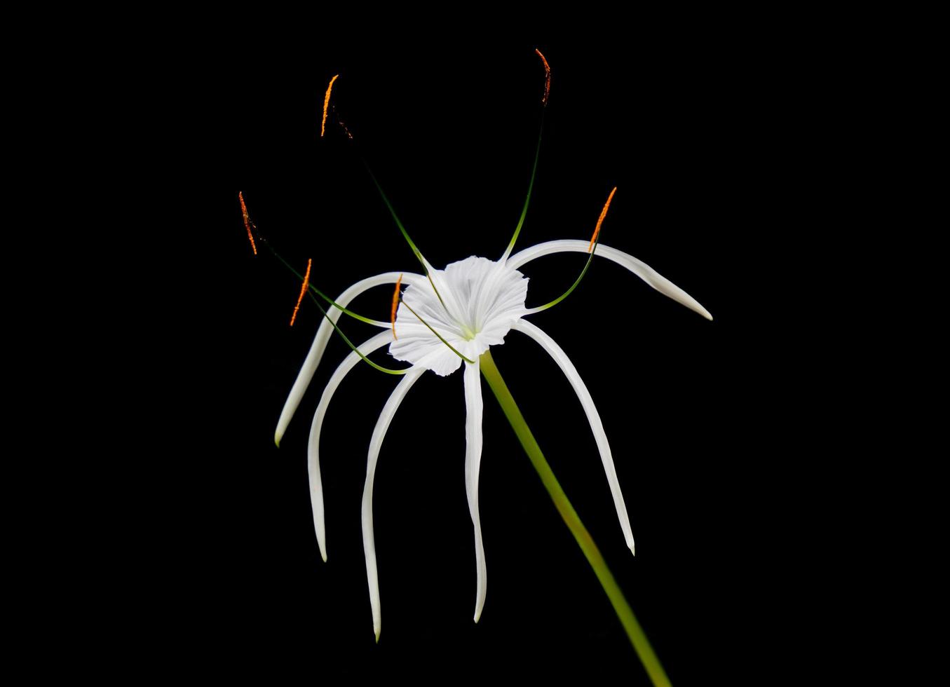 hymenocallis speciosa, o lírio-aranha de coloração verde, uma planta de flor branca isolada em um fundo preto. uma flor muito fresca na natureza. foto