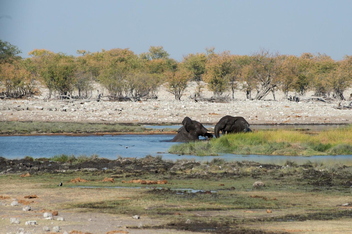 dois elefantes africanos brincando em um poço de água, no parque nacional de etosha, na namíbia. paisagem bonita. foto