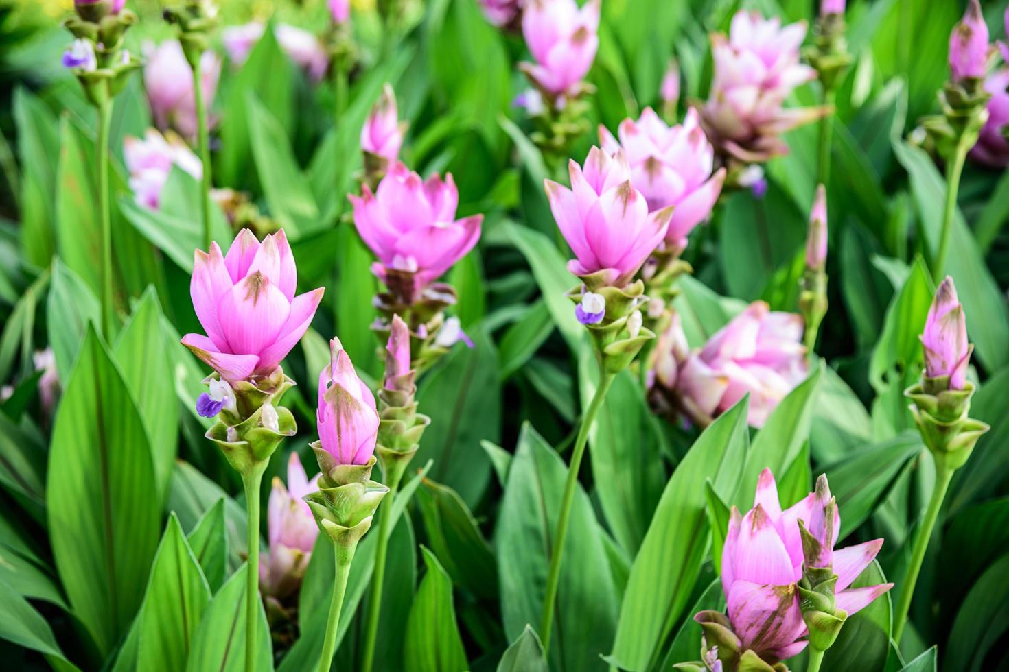 curcuma alismatifolia no jardim foto