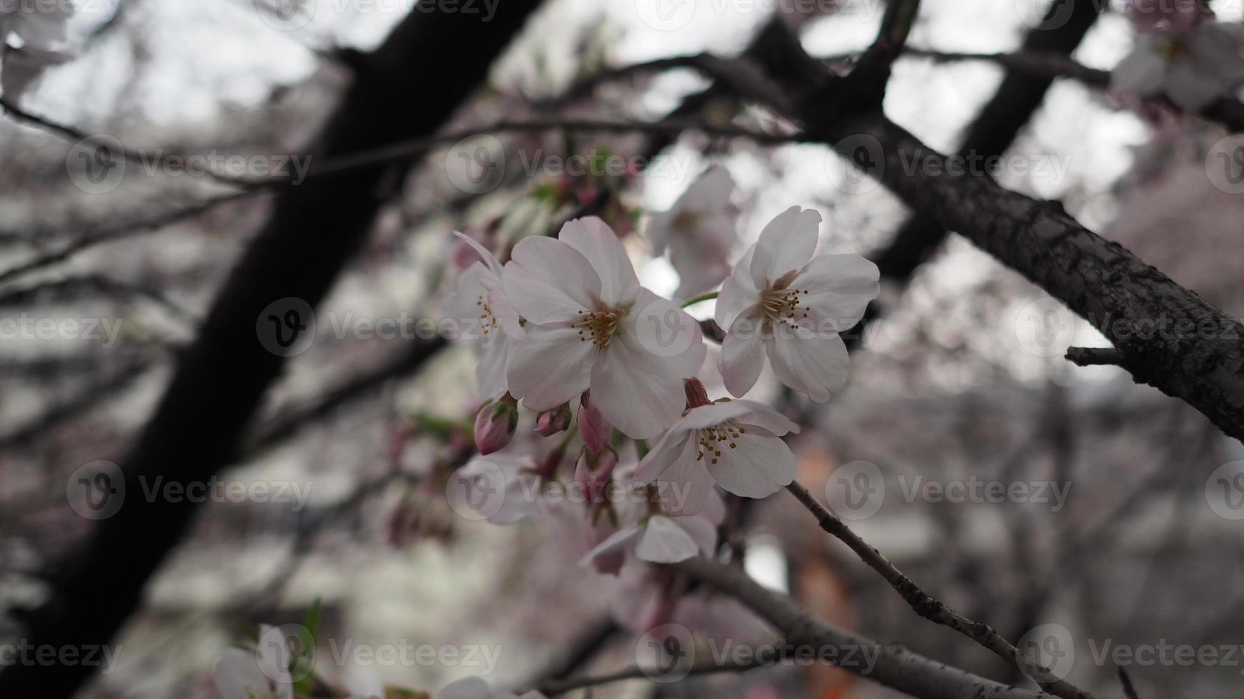 flores de cerejeira brancas. árvores de sakura em plena floração em meguro ward tokyo japan foto