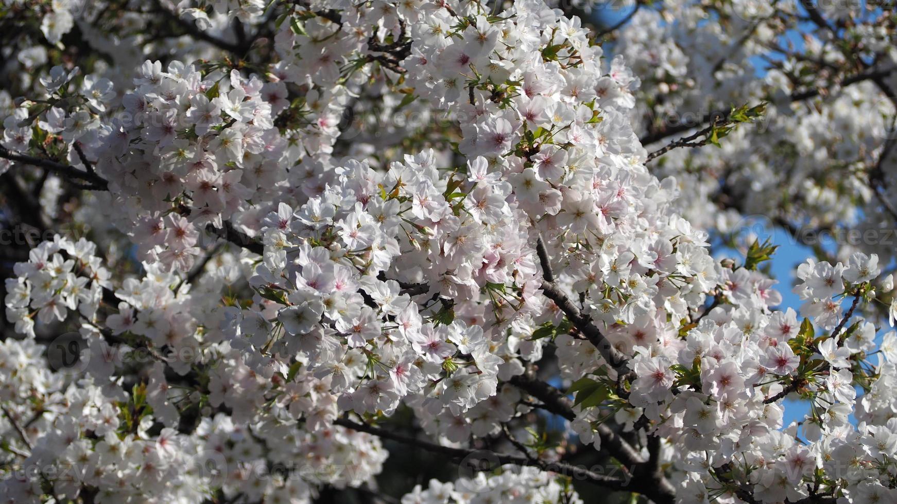 flores de cerejeira brancas. árvores de sakura em plena floração em meguro ward tokyo japan foto