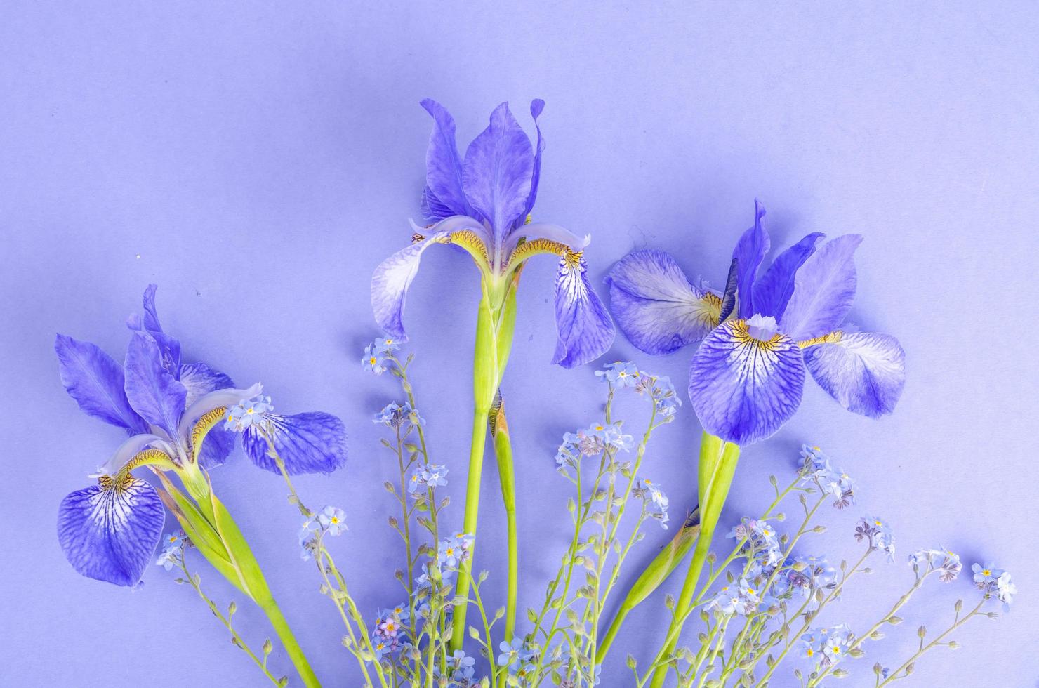 íris frescas de jardim azul sobre fundo de papel brilhante. foto