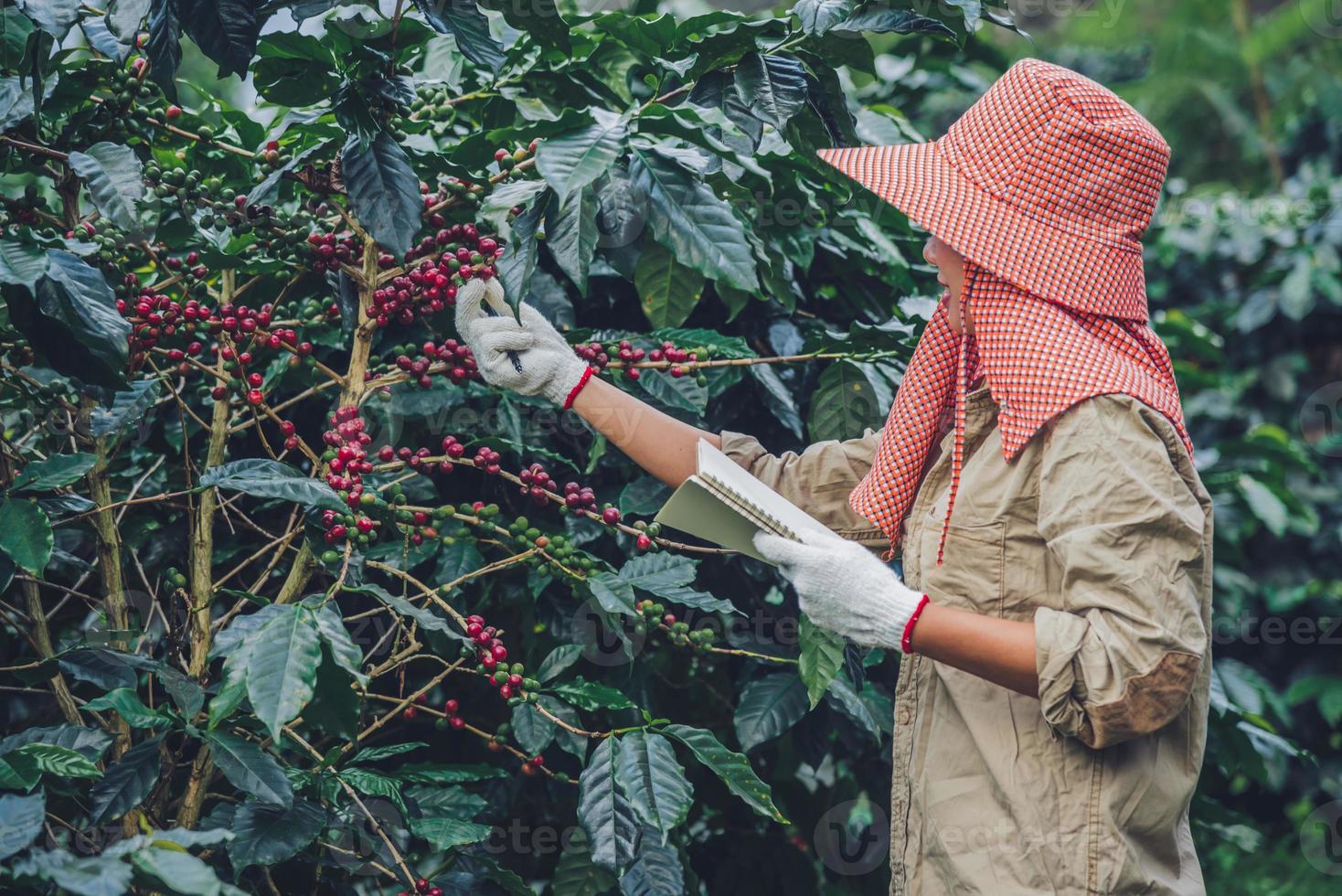 trabalhadoras estão escrevendo um registro do crescimento dos cafeeiros. agricultura, horta de café. foto