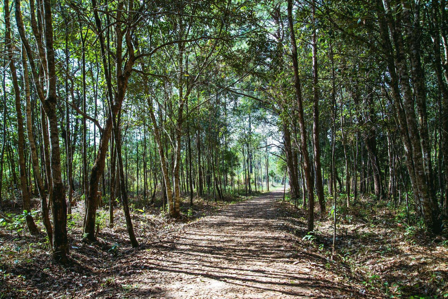 paisagem trilha natural na floresta. educação da natureza. Tailândia foto