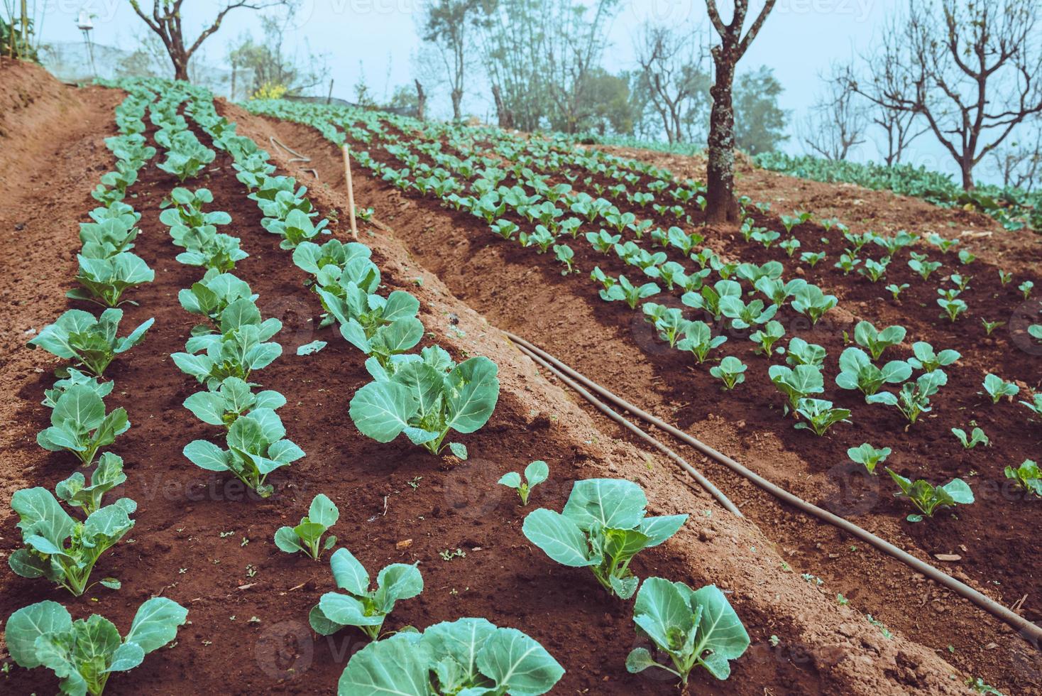 cultivador de vegetais roxos couve-flor roxa .na montanha dos jardineiros foto