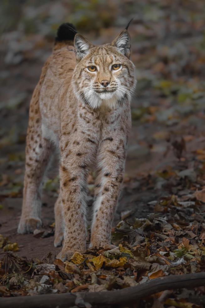 lince eurasiático na floresta foto