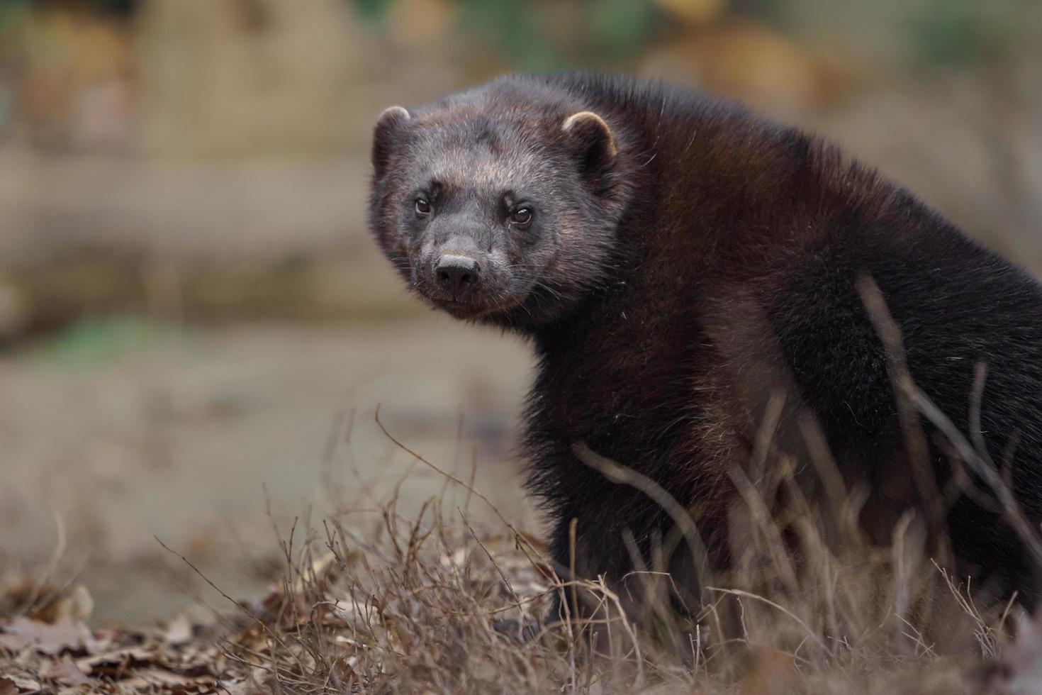 wolverine no zoológico foto