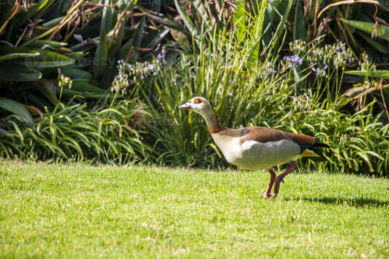 pássaro aquático egípcio ganso pato durante a execução em kirstenbosch. foto