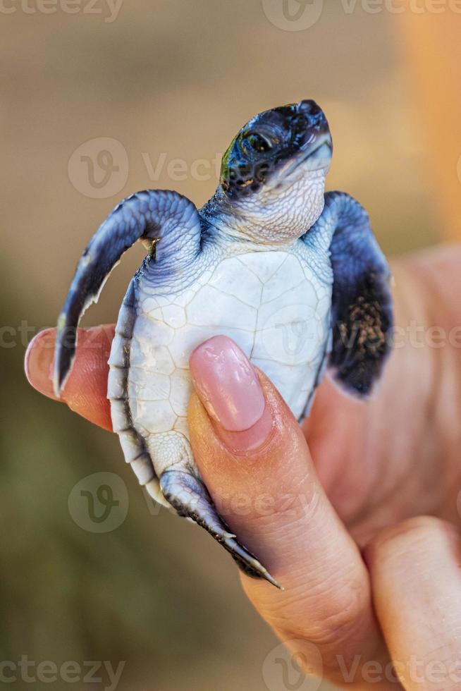 bebê tartaruga preta bonito nas mãos em bentota sri lanka. foto