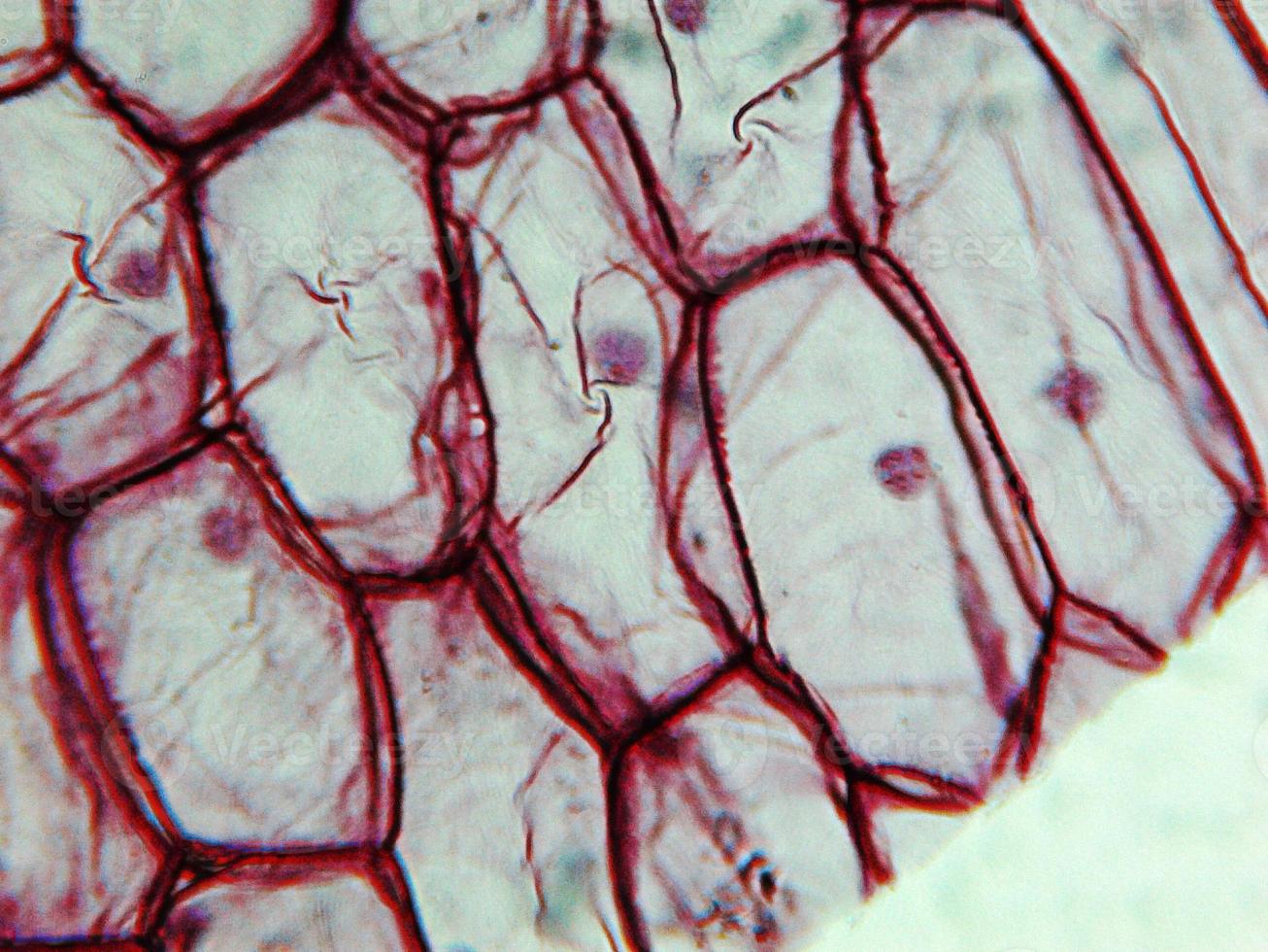 micrografia de epiderme de cebola foto