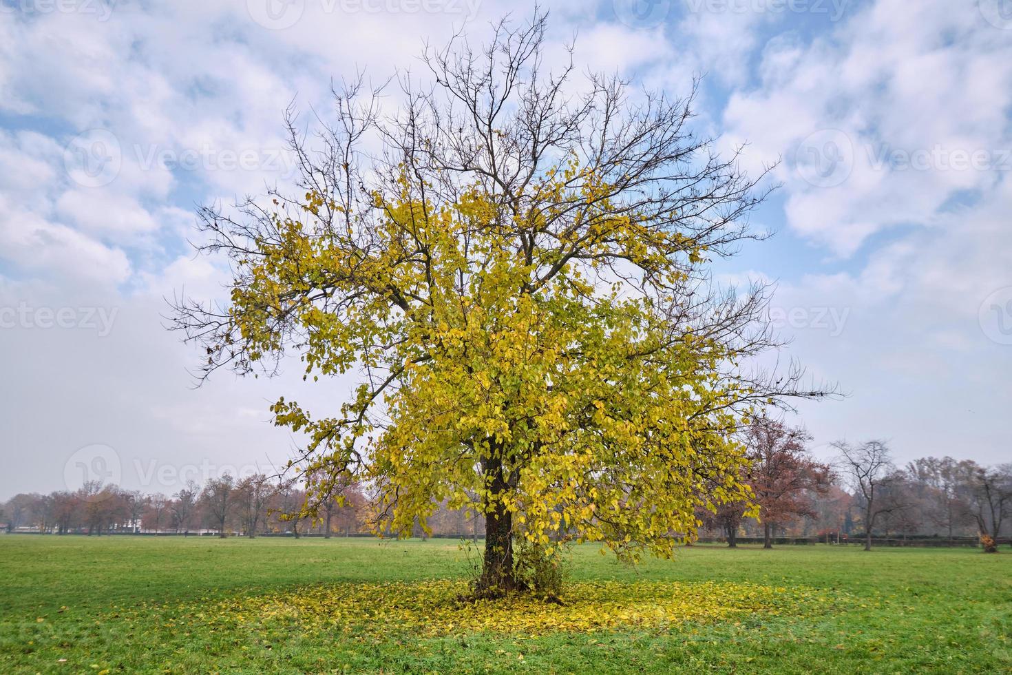 árvore linda e solitária com as últimas folhas douradas em um prado ao redor foto