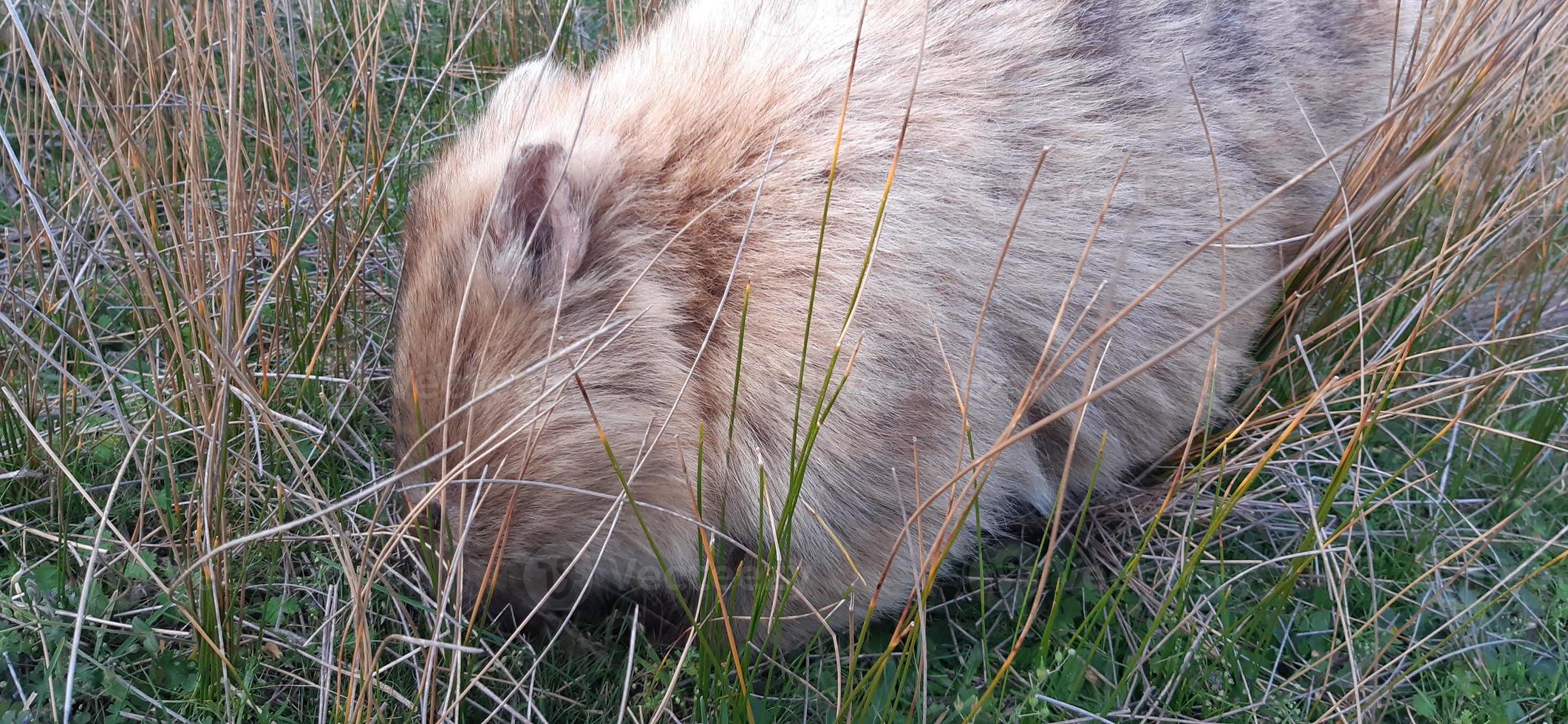 wombat loiro na selva foto