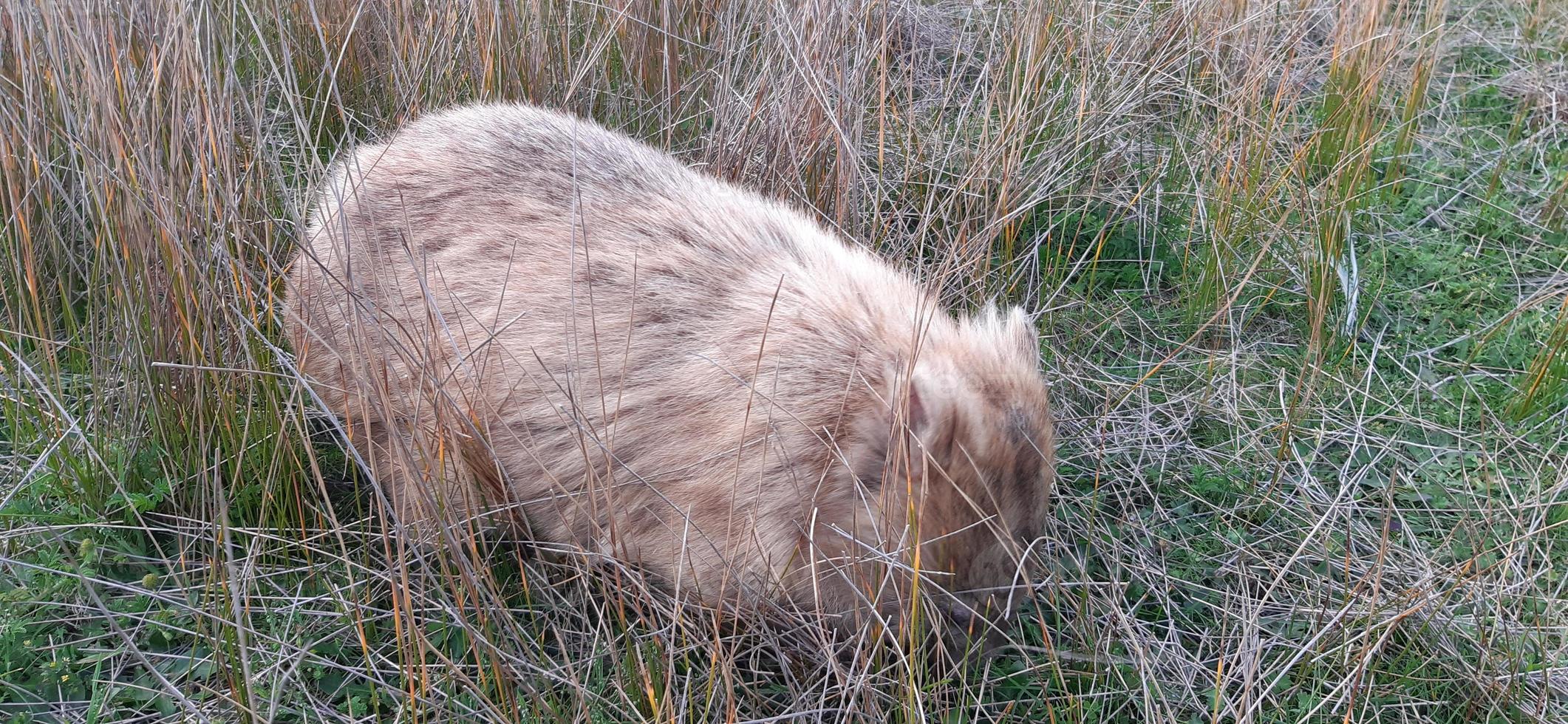 wombat loiro na selva foto