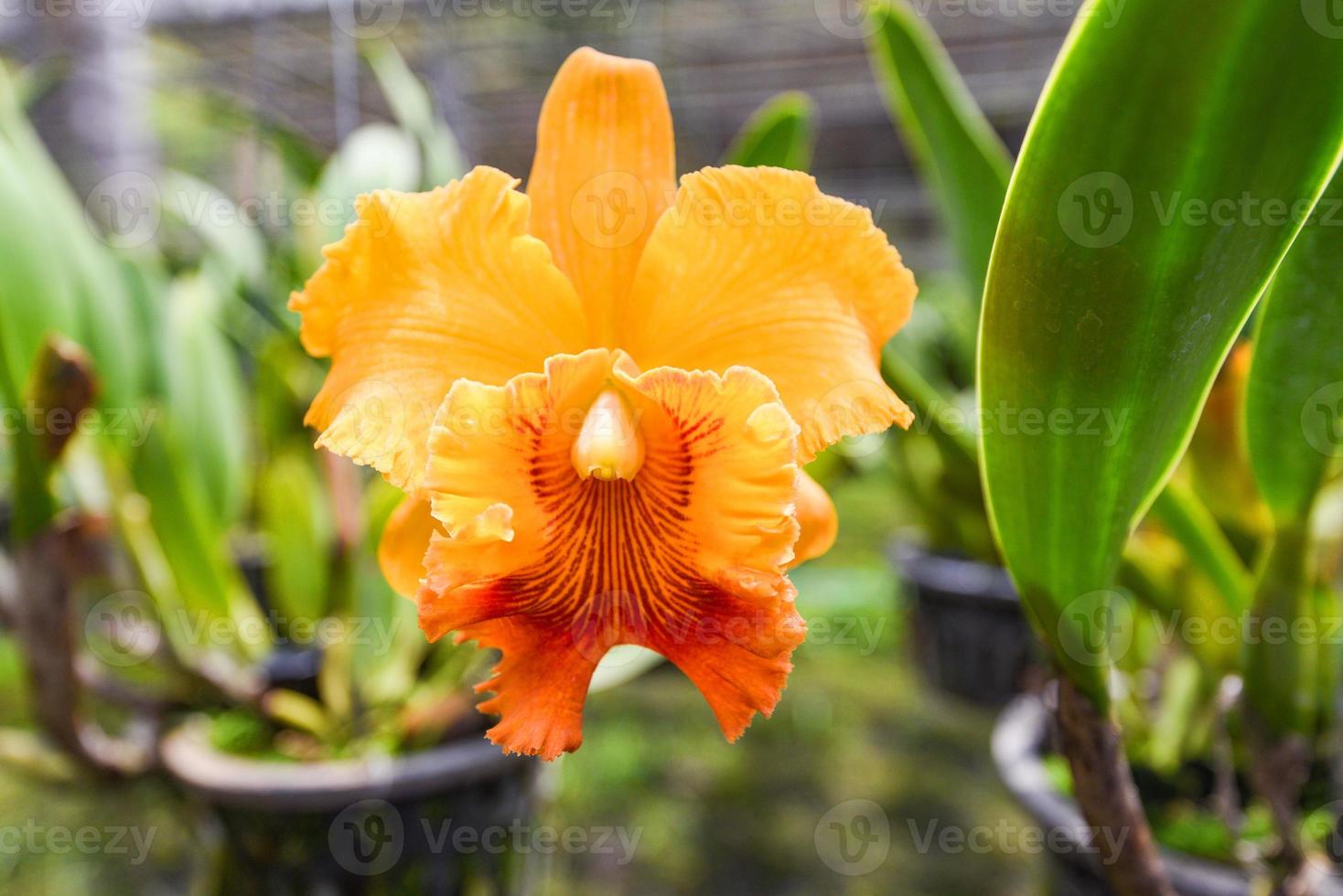 Cattleya orquídeas - flor de orquídea bonita laranja e vermelha no viveiro  de fazenda natural 4631039 Foto de stock no Vecteezy