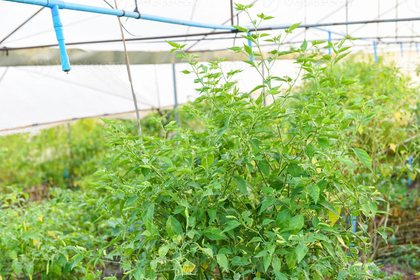 chili peppers crescendo no jardim, chili plantar árvore plantação fazenda orgânica em estufa. foto