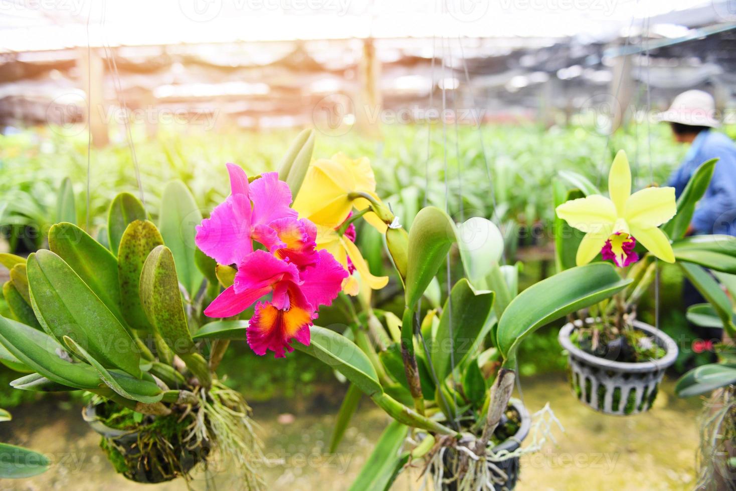 Fazenda de orquídeas cattleya - linda flor de orquídea colorida rosa e amarela na planta do viveiro de fazenda natural foto
