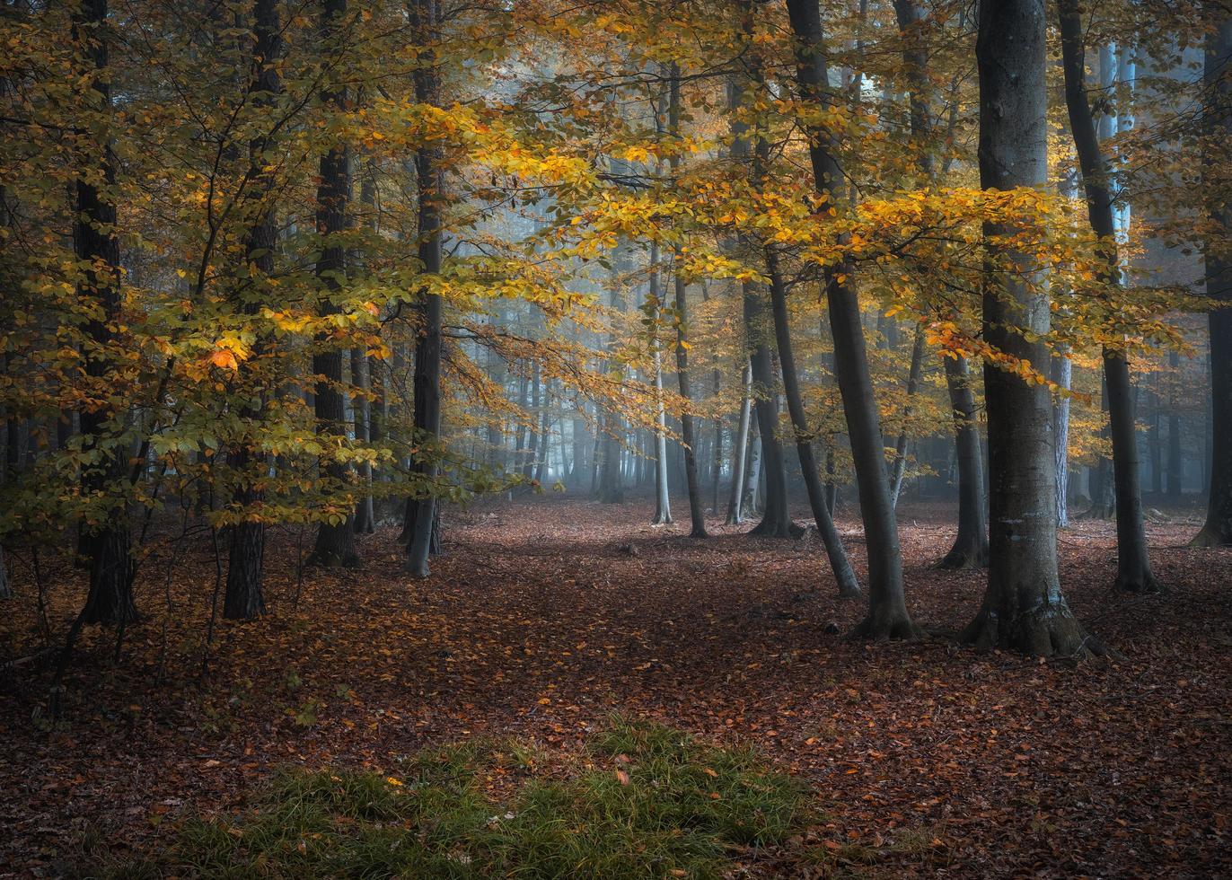 cores do outono, Eslovênia foto