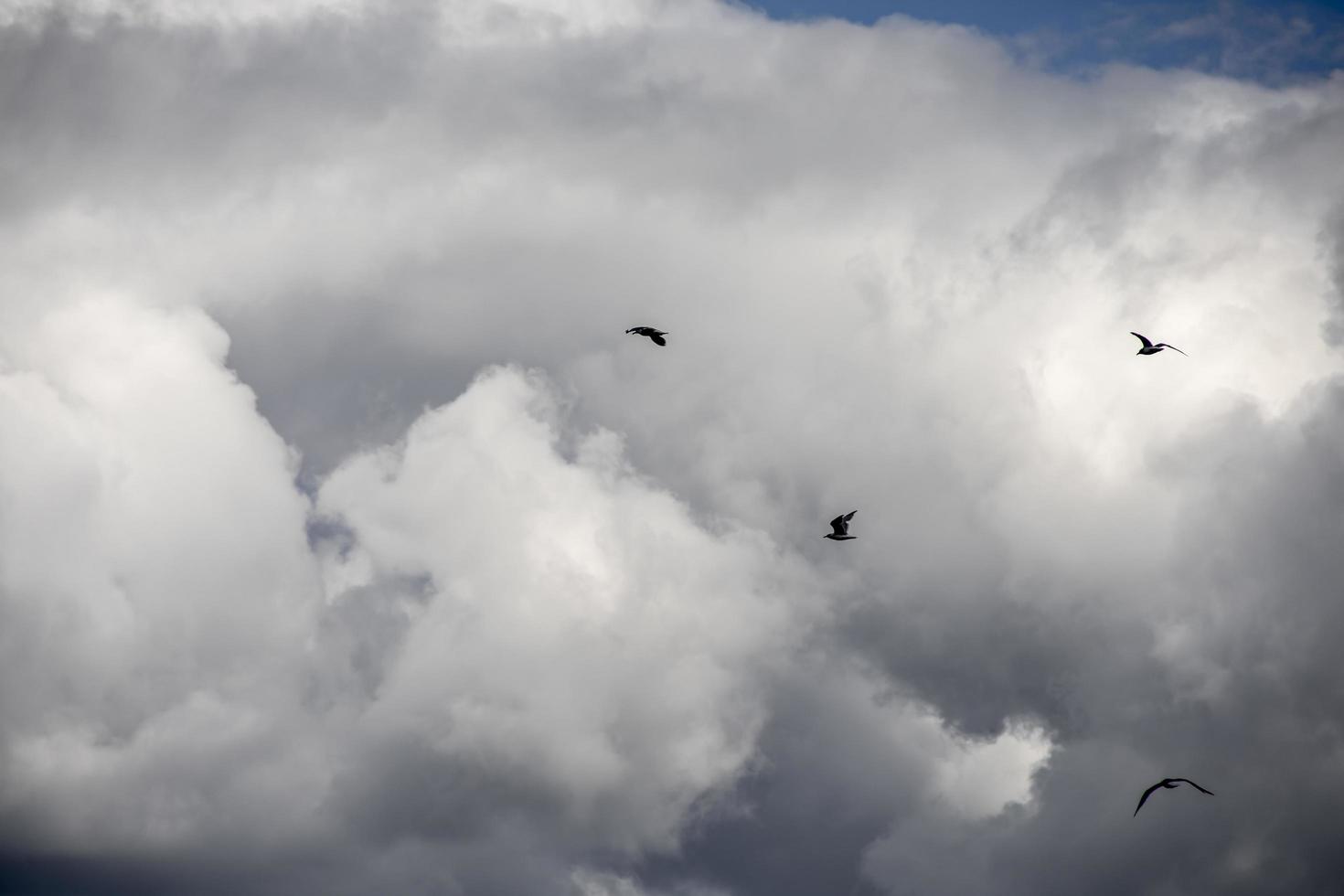 pássaros voando na frente de uma nuvem no céu foto