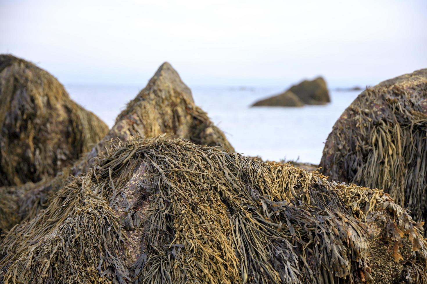 algas cobrindo rochas em frente ao oceano foto