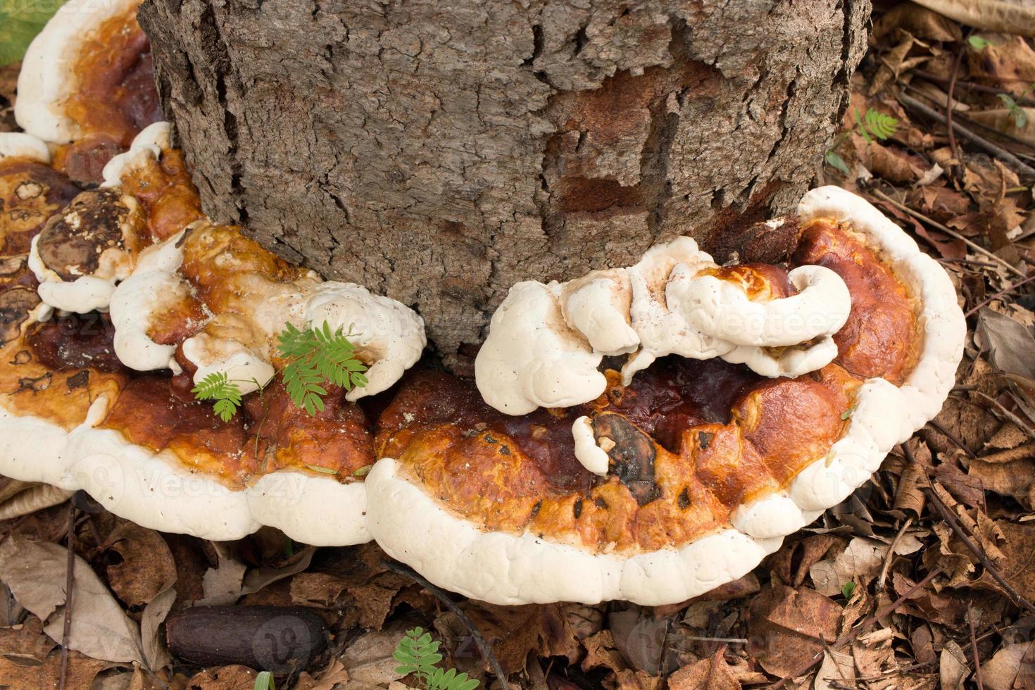 cogumelos e fungos crescendo ao lado de uma árvore na floresta foto