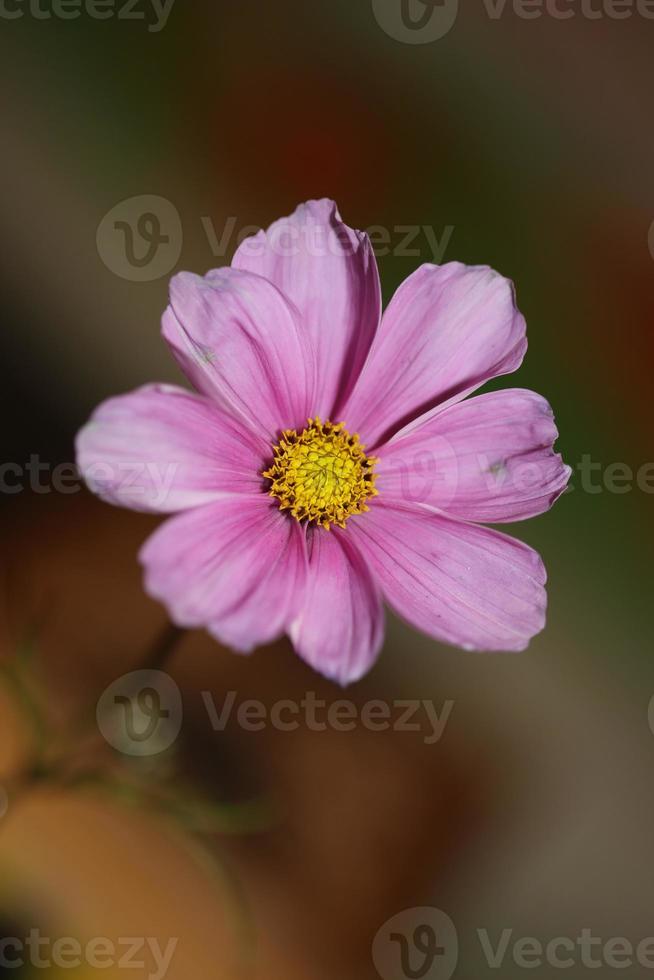 flor roxa flor close up fundo botânico cosmos bipinnatus família compositae tamanho grande impressões de alta qualidade foto