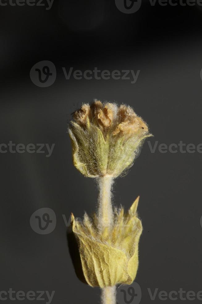 chá da montanha selvagem close up background sideris família lamiaceae impressões em tamanho grande de alta qualidade foto