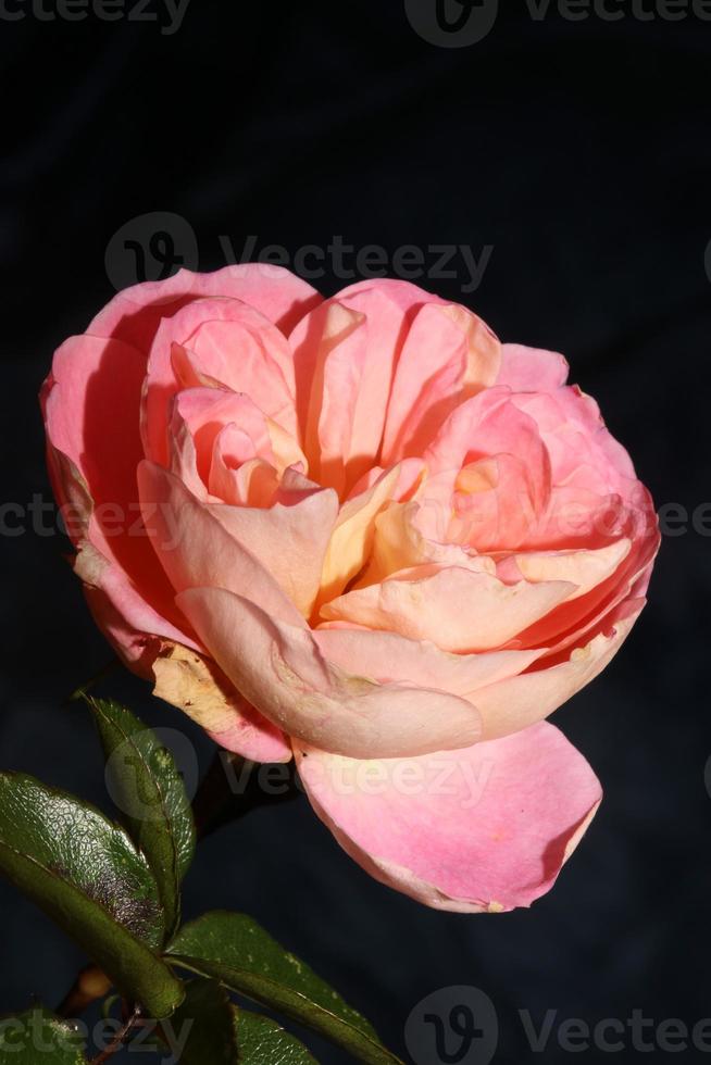 flor rosa desabrochando de perto fundo rosa impressões em tamanho grande de alta qualidade foto