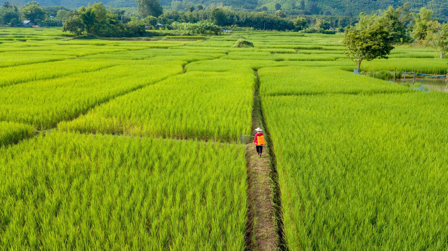 vista aérea do agricultor para pulverizar fertilizantes nos campos de arroz verde foto