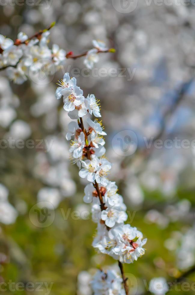 flores da árvore de damasco, foco suave. Primavera flores brancas em um galho de árvore. árvore de damasco em flor foto