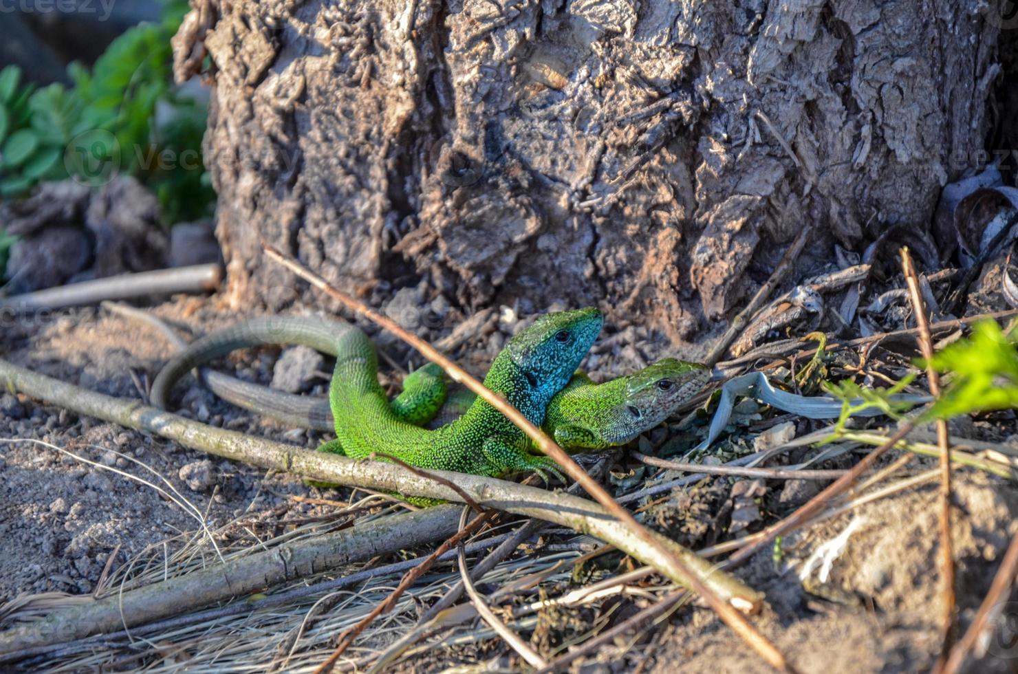casal de viridis lagarto verde e azul europeu lacerta casal durante a época de reprodução foto