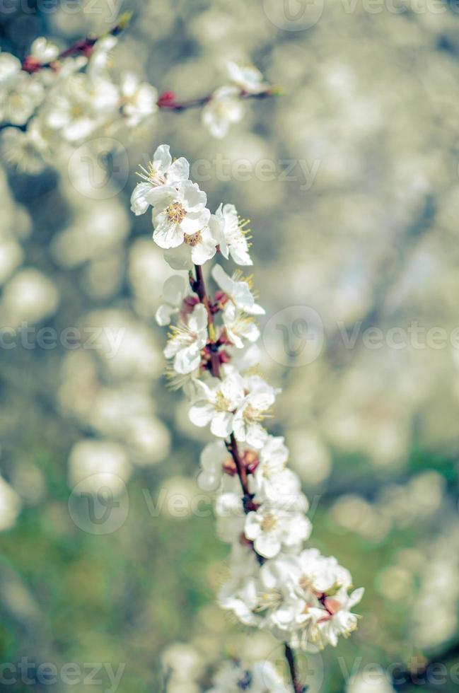 flores da árvore de damasco, foco suave. Primavera flores brancas em um galho de árvore. árvore de damasco em flor foto