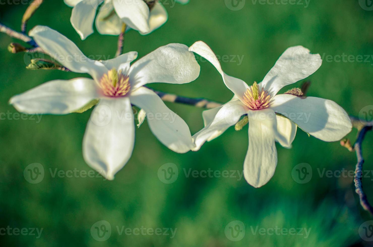close up da flor de magnólia branca. primavera floral natural foto